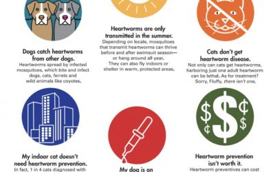 Let’s talk about Heartworm Disease and prevention.