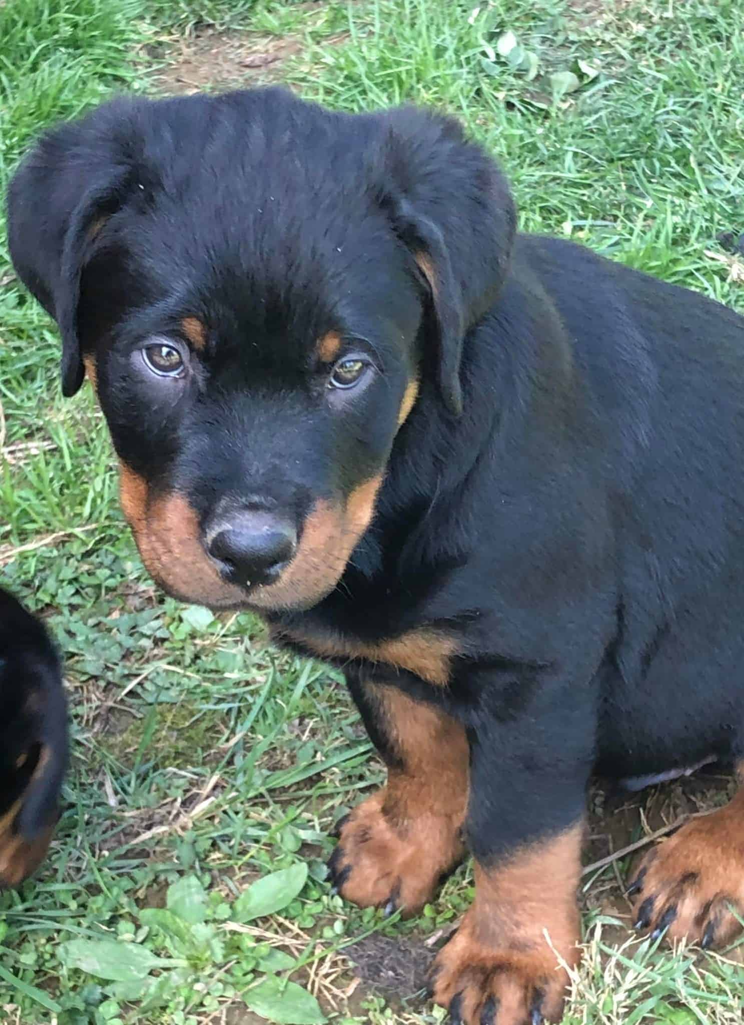 Rottweiler Hearts Rescue | Rottweiler Hearts Rescue (RHR) in North Carolina  region dedicated to rescue and rehabilitation of Rottweilers. RHR does not  breed or sale rottweilers.